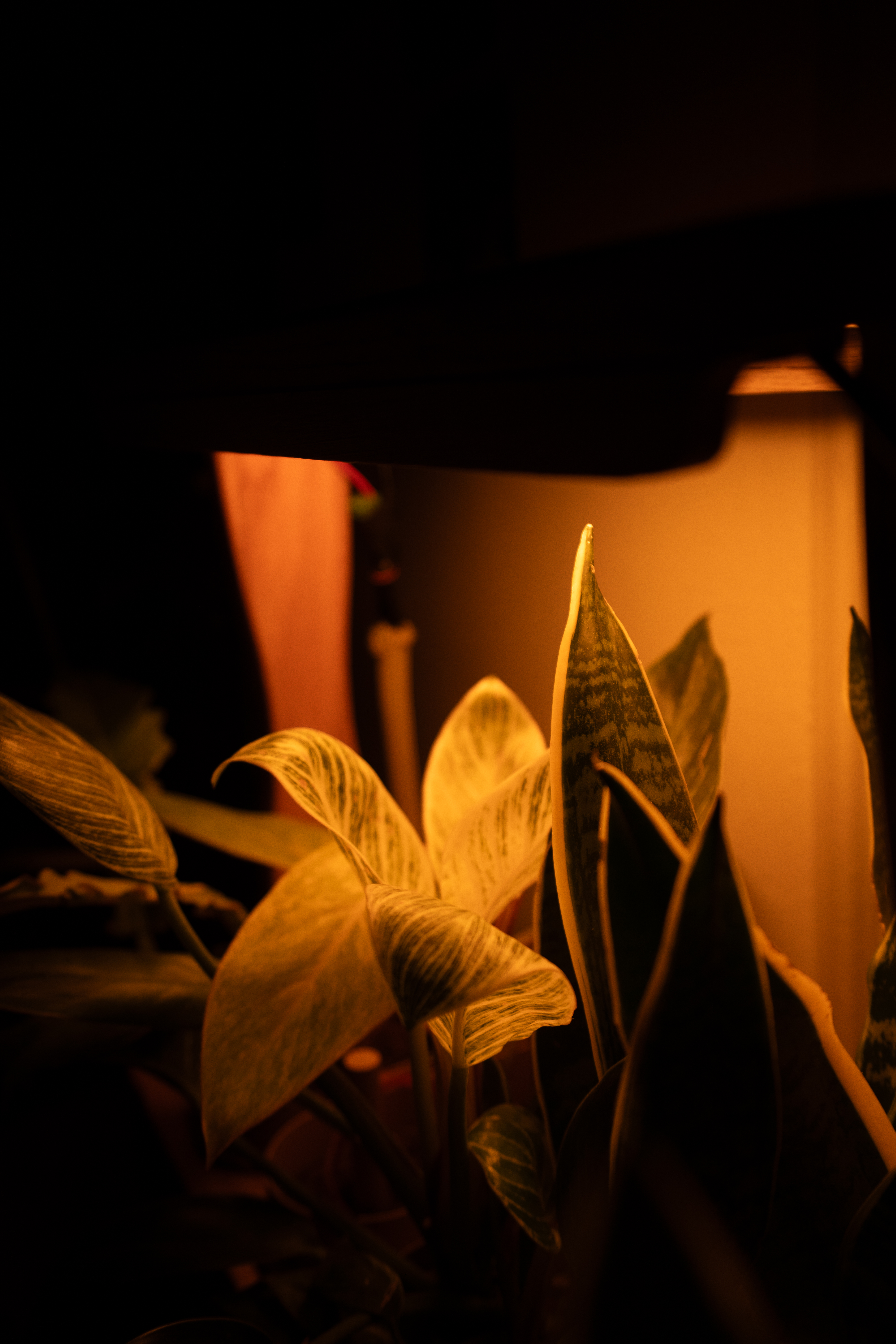 Aera foliage detail